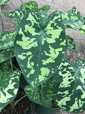 ALOCASIA - Hilo beauty